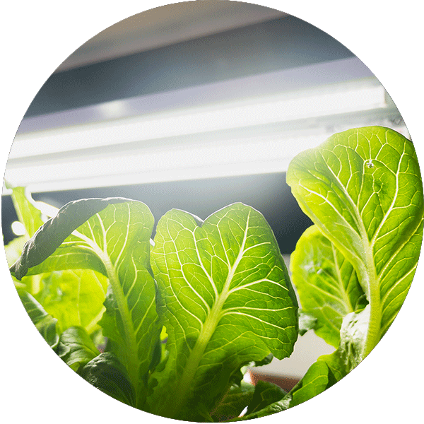 A bright tube grow light sits over a seed starting tray full of fresh greens.